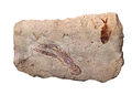 Image 59Specimen from a palaeontological site of Lebanon at Paleontology in Lebanon, by Mila Zinkova (from Wikipedia:Featured pictures/Sciences/Geology)