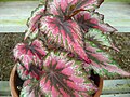 Begonia rex