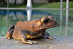 Bufo melanostictus Bali