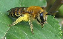 Vedbendsilkebi (Colletes hederae)