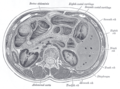 Seición tresversal al traviés de L1, amosando les sos rellaciones col páncrees.