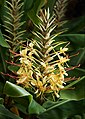 Ginger Lily (Hedychium gardnerianum), by Noodle snacks