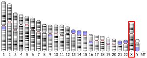 Chromosome X