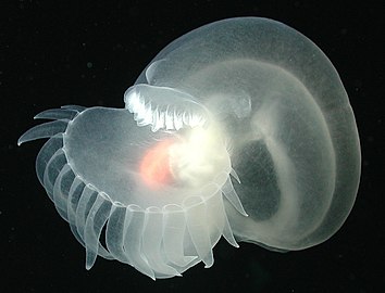 Undescribed species of deepwater nudibranch