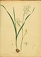 Иксия многоколосковая (Ixia polystachya). Ботаническая иллюстрация из издания Botanist's Repository, for new, and rare plants… (1797—1814)
