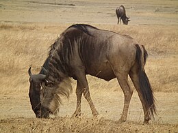 Zilā antilope gnu (Connochaetes taurinus)