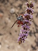 צירחולית אדומת הרגל (Ammophila rubripes) יונקת צוף מתפרחת נענע משובלת, מועצה אזורית ברנר