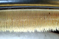 Image 29Accessory baleen plates taper off into small hairs (from Baleen whale)