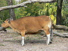 Banteng