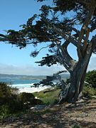 Carmel-by-the-Sea - Beach scene