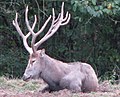 Pere David Deer resting at the Greater Vancouver Zoo