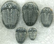Trilobites, très communs au Cambrien