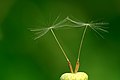 Nažky s deštníkovitým chmýrem na květním lůžku (pampeliška)