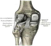 Articulação do joelho esquerda, vista por trás, mostrando seus ligamentos internos.