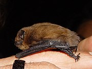 Pipistrelle commune