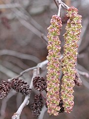 Сережки Alnus serrulata