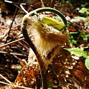 ゼンマイの栄養葉の新芽。綿帽子の中は薄くツルツルした葉