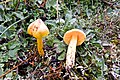 Hygrocybe aurantiosplendens