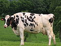 Holstein-Rind (Hausrind, aka Kuh)