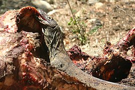 Komodo dragon feeding on a carcass