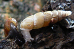 Common and albinotic colour forms of land snail Pseudofusulus varians