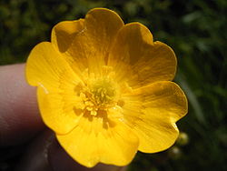 Niittyleinikin (Ranunculus acris) kukka.