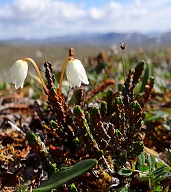 Liekovarpio (Cassiope tetragona)