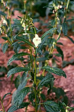 Обикновен сусам (S. indicum)