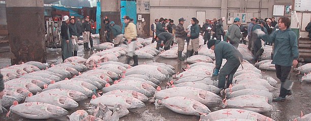Rye gevriesde tuna op die Tsukiji vismark in Tokio