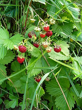 Ahomansikka (Fragaria vesca)