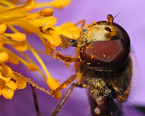 Muka dan kaki lalat marmalad (Episyrphus balteatus) hinggap pada Cistus incanus diselaputi debunga