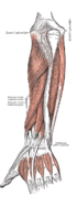 Muscles du bras profonds (postérieur).