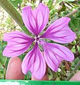 Flowers generally large, bold coloured