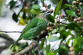 Green-eared barbet