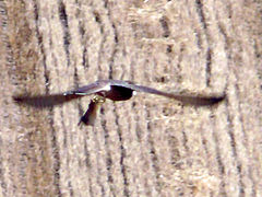 Aguilucho pálido volando con un topillo en sus garras.