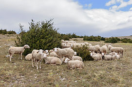 Troupe de brebis de race lacaune sur les hauteurs du Méjean à la fin de l'été.