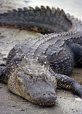 Mississippinalligaattori (Alligator mississipiensis)