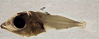 Bluefin tuna larva