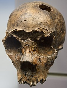3. estaia: Neandertal goiztiarra (Saccopastore I, orain dela 130.000 urte).