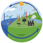 Oxygen cycle