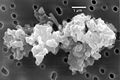 Image 54Porous chondrite dust particle (from Cosmic dust)