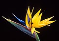 Strelitzia, by Scott Bauer, ARS