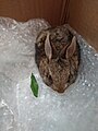 Mexican cottontail