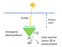 Anoxygenic photosynthesis, using hydrogen sulphide, ended the need for scarce hydrogen.[7]