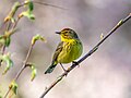 Palm warbler