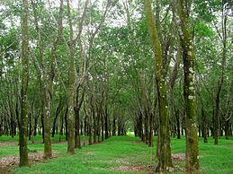 Un ensemble d'arbres.