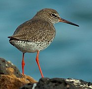 Photographie d’un oiseau brun-gris aux pattes rouges.