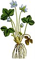 Placa 10 de Anemone hepatica (sinónimo de Hepatica nobilis) en The Botanical Magazine, William Curtis, Vol. 1., 1787.
