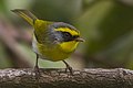 Black-faced warbler