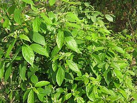 Коричник сизоватый (Cinnamomum glaucescens)